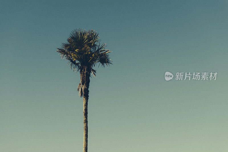 法尔茅斯棕榈树与Vintage Film Filter